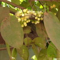 Syzygium samarangense (Blume) Merr. & L.M.Perry